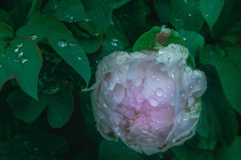  2026年谷雨交节时间深度解析：三大天文特征与农事影响预测 文化旅游 2026年谷雨交节时间深度解析：三大天文特征与农事影响预测 文化旅游
