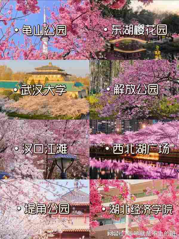 武汉樱花季|8大核心赏樱点地理区位与影像取景实战解析 文化旅游 武汉樱花季|8大核心赏樱点地理区位与影像取景实战解析 文化旅游