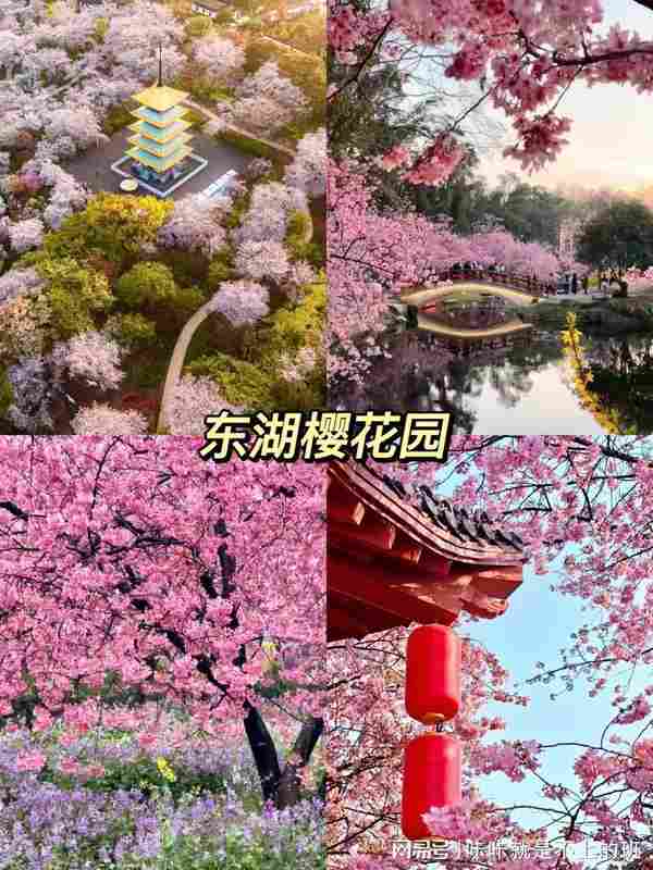 武汉樱花季|8大核心赏樱点地理区位与影像取景实战解析 文化旅游 武汉樱花季|8大核心赏樱点地理区位与影像取景实战解析 文化旅游