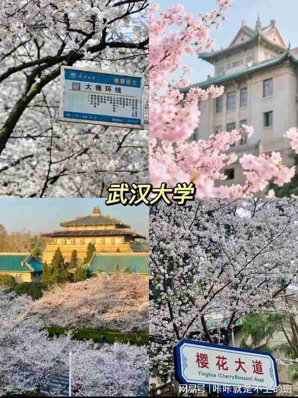 武汉樱花季|8大核心赏樱点地理区位与影像取景实战解析 文化旅游 武汉樱花季|8大核心赏樱点地理区位与影像取景实战解析 文化旅游