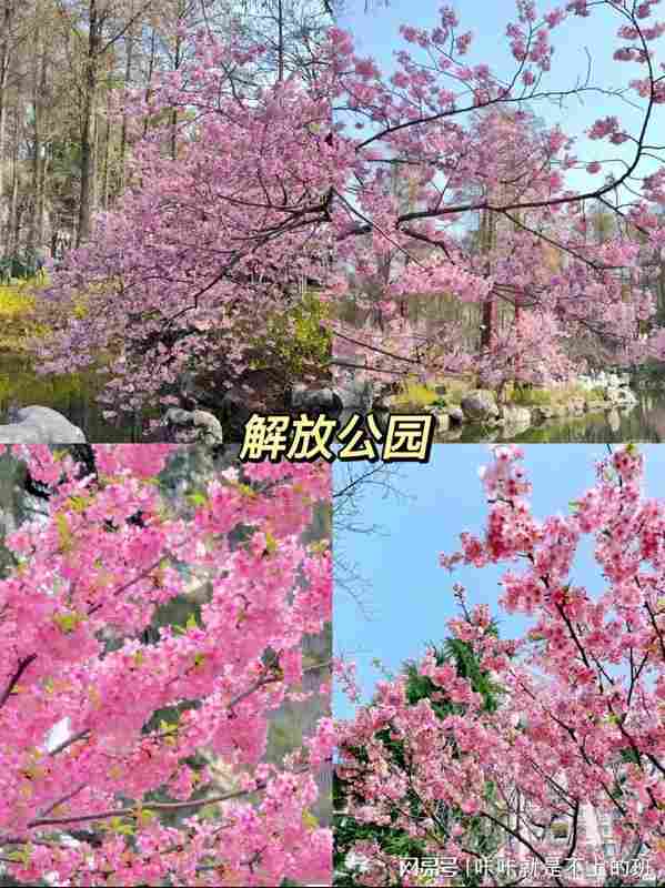 武汉樱花季|8大核心赏樱点地理区位与影像取景实战解析 文化旅游 武汉樱花季|8大核心赏樱点地理区位与影像取景实战解析 文化旅游