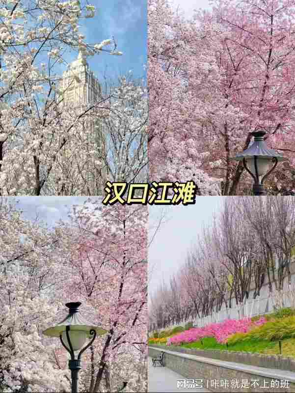 武汉樱花季|8大核心赏樱点地理区位与影像取景实战解析 文化旅游 武汉樱花季|8大核心赏樱点地理区位与影像取景实战解析 文化旅游